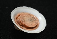 尖頂梳齒笠螺藏品圖，第9張