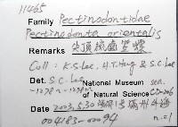 尖頂梳齒笠螺藏品圖，第12張