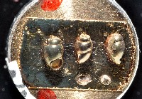 礁溪粟螺藏品圖，第7張