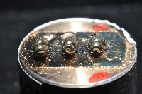 礁溪粟螺藏品圖，第8張