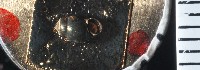 礁溪粟螺藏品圖，第10張