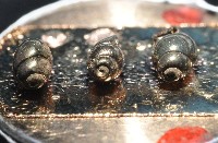 礁溪粟螺藏品圖，第3張