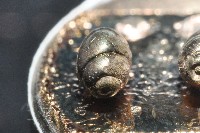 礁溪粟螺藏品圖，第4張