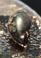 礁溪粟螺藏品圖，第5張