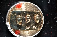 礁溪粟螺藏品圖，第8張