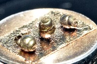 礁溪粟螺藏品圖，第3張