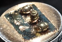 礁溪粟螺藏品圖，第6張