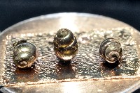 礁溪粟螺藏品圖，第4張