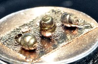 礁溪粟螺藏品圖，第5張