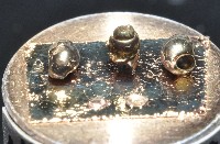 礁溪粟螺藏品圖，第6張