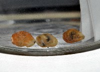 礁溪粟螺藏品圖，第2張