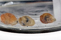 礁溪粟螺藏品圖，第3張
