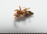 臺灣秘蛛藏品圖，第2張
