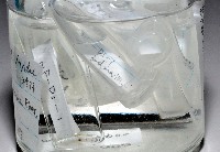 西表島新米蝦藏品圖，第3張