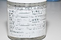西表島新米蝦藏品圖，第1張