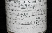 西表島新米蝦藏品圖，第7張