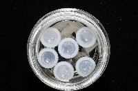 西表島新米蝦藏品圖，第7張