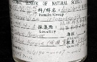 西表島新米蝦藏品圖，第7張