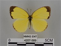 亮色黃蝶藏品圖，第1張