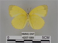 亮色黃蝶藏品圖，第2張