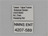 亮色黃蝶藏品圖，第3張