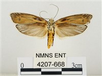 線紋篩蛾藏品圖，第2張