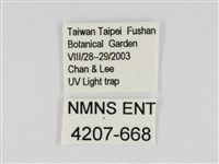 線紋篩蛾藏品圖，第3張