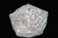 麵包海星(饅頭海星)藏品圖，第2張