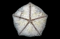 麵包海星(饅頭海星)藏品圖，第3張