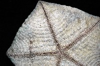 麵包海星(饅頭海星)藏品圖，第4張