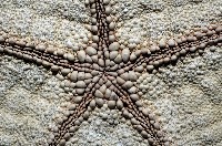麵包海星(饅頭海星)藏品圖，第5張
