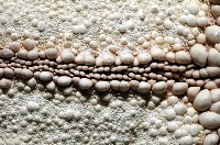 麵包海星(饅頭海星)藏品圖，第6張