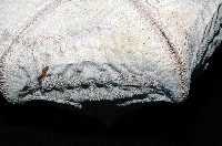 麵包海星(饅頭海星)藏品圖，第8張