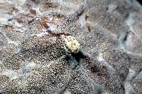 麵包海星(饅頭海星)藏品圖，第9張