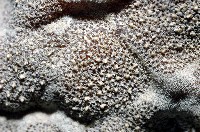 麵包海星(饅頭海星)藏品圖，第10張