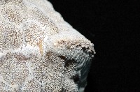 麵包海星(饅頭海星)藏品圖，第11張