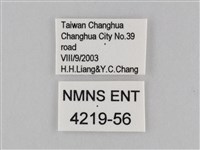 小波眼蝶藏品圖，第3張