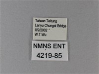 黑脈樺斑蝶藏品圖，第3張