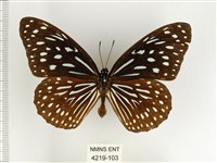 小紋青斑蝶藏品圖，第1張