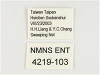 小紋青斑蝶藏品圖，第3張