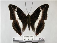 紫俳線蛺蝶藏品圖，第1張