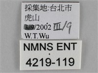 紫俳線蛺蝶藏品圖，第3張