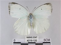 細波遷粉蝶藏品圖，第1張