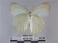 細波遷粉蝶藏品圖，第2張