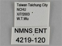 細波遷粉蝶藏品圖，第3張