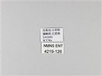 翠鳳蝶蘭嶼亞種藏品圖，第3張