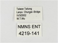 黃尖粉蝶藏品圖，第3張