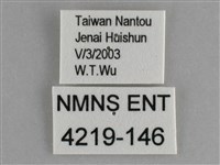 琉璃蛺蝶藏品圖，第3張