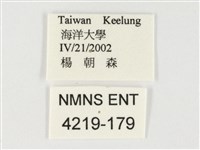 串珠環蝶藏品圖，第3張