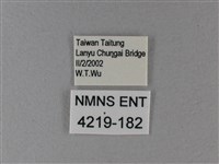 黑脈樺斑蝶藏品圖，第3張